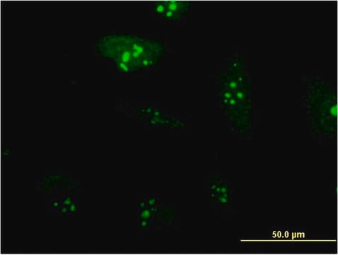 Monoclonal Anti-RPL23A antibody produced in mouse clone 3E11, purified immunoglobulin, buffered aqueous solution