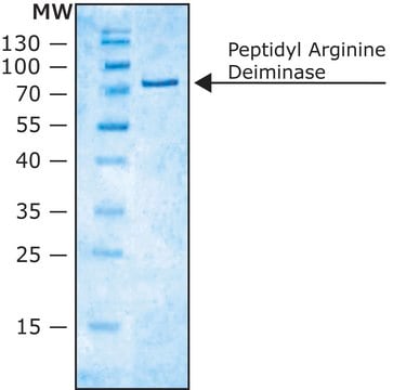 Peptidyl Arginine Deiminase from rabbit skeletal muscle buffered aqueous glycerol solution, &#8805;200&#160;units/mg protein (Bradford)