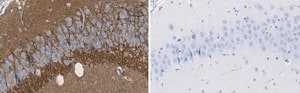 Anti-SV2A Antibody, clone 1I4 ZooMAb&#174; Rabbit Monoclonal recombinant, expressed in HEK 293 cells