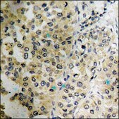 Anti-phospho-Stathmin 1 (pSer24) antibody produced in rabbit affinity isolated antibody