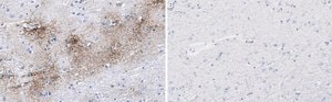 Anti-Aquaporin-4 Antibody, clone 1K2 ZooMAb&#174; Rabbit Monoclonal recombinant, expressed in HEK 293 cells