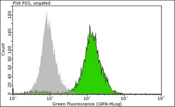 Anti-Nuclei Antibody, clone 3E1.3 clone 3E1.3, Chemicon&#174;, from mouse