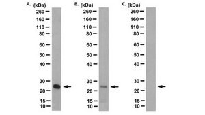 Anti-Ubiquitinated Histone H2B (Lys123) Antibody, clone 1B3F12/A9 clone 1B3F12/A9, from mouse