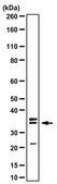 Anti-Cdk1/cdc2 Antibody C-term from rabbit, purified by affinity chromatography