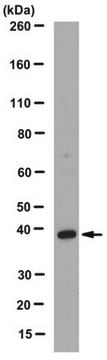 Anti-Src-like-adapter Antibody/SLAP1, clone 1D9.1 clone 1D9.1, from mouse