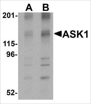 Anti-ASK1 (ab3) antibody produced in rabbit affinity isolated antibody, buffered aqueous solution