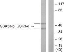 Anti-GSK3 antibody produced in rabbit affinity isolated antibody
