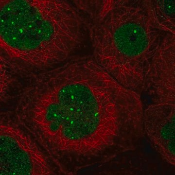 Anti-TMEM94 antibody produced in rabbit Prestige Antibodies&#174; Powered by Atlas Antibodies, affinity isolated antibody, buffered aqueous glycerol solution