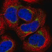 Anti-ARMC1 antibody produced in rabbit Prestige Antibodies&#174; Powered by Atlas Antibodies, affinity isolated antibody, buffered aqueous glycerol solution