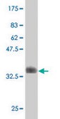 Monoclonal Anti-ELF4 antibody produced in mouse clone 1E10, purified immunoglobulin, buffered aqueous solution