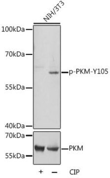 Anti-Phospho-PKM-Y105 antibody produced in rabbit