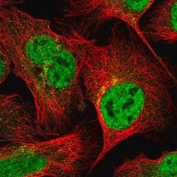 Anti-GOSR2 antibody produced in rabbit Prestige Antibodies&#174; Powered by Atlas Antibodies, affinity isolated antibody