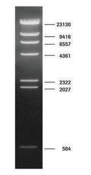 DNA Molecular Weight Marker II