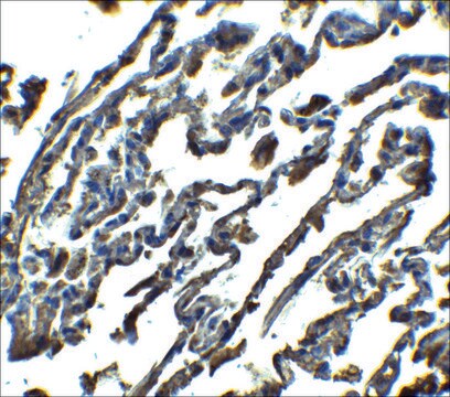Anti-SPINSTER antibody produced in rabbit affinity isolated antibody