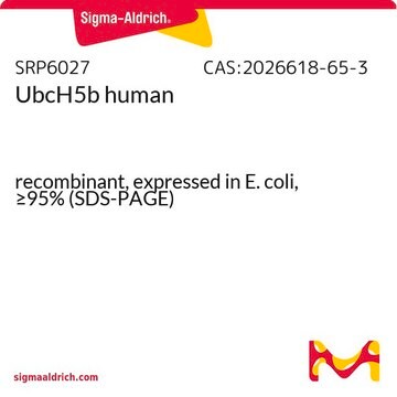UbcH5b 人 recombinant, expressed in E. coli, &#8805;95% (SDS-PAGE)