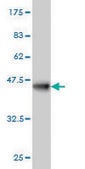 ANTI-YY1 antibody produced in mouse clone 4D2, purified immunoglobulin, buffered aqueous solution