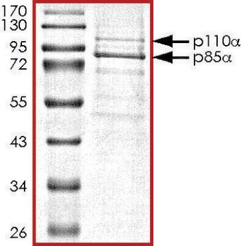 PI3K (p110-&#945;/p85-&#945;), active, His tagged from mouse and human PRECISIO&#174;, recombinant, expressed in baculovirus infected Sf9 cells, &#8805;70% (SDS-PAGE), buffered aqueous glycerol solution