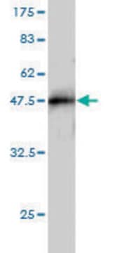 Monoclonal Anti-TRIM37 antibody produced in mouse clone 2D11, purified immunoglobulin, buffered aqueous solution
