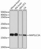 Anti-MAP1LC3A antibody produced in rabbit