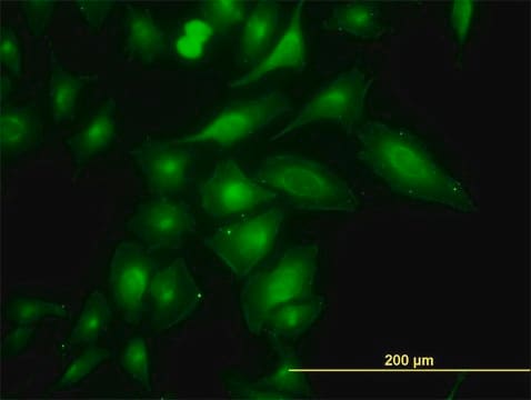 Monoclonal Anti-TRAPPC4 antibody produced in mouse clone 2D10, purified immunoglobulin, buffered aqueous solution