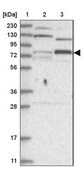 Anti-ZNF287 antibody produced in rabbit Prestige Antibodies&#174; Powered by Atlas Antibodies, affinity isolated antibody, buffered aqueous glycerol solution
