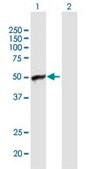 Anti-ARFIP1 antibody produced in mouse IgG fraction of antiserum, buffered aqueous solution