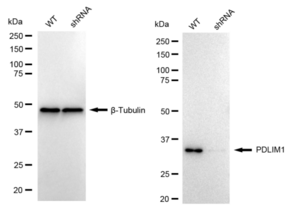 KD-Validated Anti PDZ And LIM Domain 1 Antibody Antibody, clone 24GB1310, Rabbit Monoclonal clone 24GB1310, recombinant rabbit monoclonal, expressed in HEK293 cells