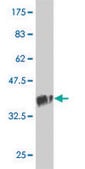 Monoclonal Anti-TSNAXIP1 antibody produced in mouse clone 1D6, purified immunoglobulin, buffered aqueous solution