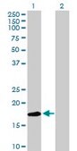 Anti-LY96 antibody produced in mouse IgG fraction of antiserum, buffered aqueous solution