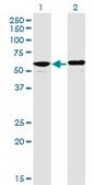 Monoclonal Anti-PPP2R5D antibody produced in mouse clone 4E12, purified immunoglobulin, buffered aqueous solution