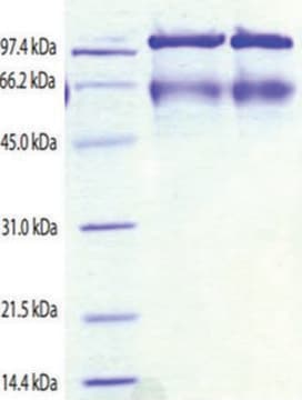 Kininogen,HMW from human plasma &#8805;95% (SDS-PAGE)