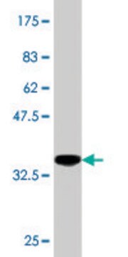 Monoclonal Anti-HAPLN4 antibody produced in mouse clone 1C1, purified immunoglobulin, buffered aqueous solution