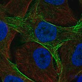 Anti-GAS7 antibody produced in rabbit Prestige Antibodies&#174; Powered by Atlas Antibodies, affinity isolated antibody, buffered aqueous glycerol solution