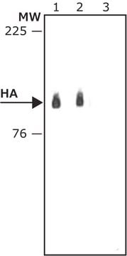 Anti-HA&#8722;Peroxidase antibody, Mouse monoclonal clone HA-7, purified from hybridoma cell culture