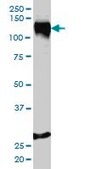 Monoclonal Anti-STAG1 antibody produced in mouse clone 2E9, purified immunoglobulin, buffered aqueous solution