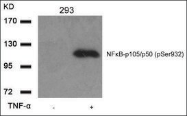 Anti-phospho-NFKB1 (pSer932) antibody produced in rabbit affinity isolated antibody