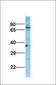 Anti-NR2F2 (AB2) antibody produced in rabbit IgG fraction of antiserum