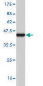 Monoclonal Anti-SH2D3C antibody produced in mouse clone 3C5, purified immunoglobulin, buffered aqueous solution