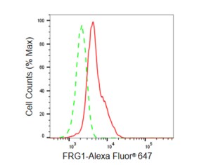 Anti FRG1 Antibody, clone 23GB5855, Rabbit Monoclonal clone 23GB5855, recombinant rabbit monoclonal, expressed in HEK293 cells