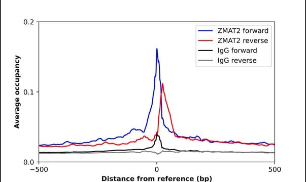 Anti-ZMAT2 antibody produced in rabbit Prestige Antibodies&#174; Powered by Atlas Antibodies, affinity isolated antibody, buffered aqueous glycerol solution