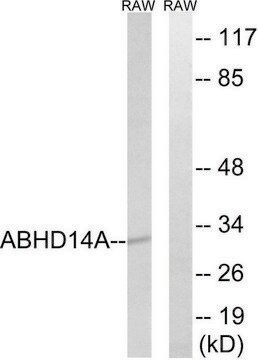 Anti-ABHD14A antibody produced in rabbit affinity isolated antibody