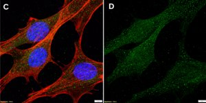 Anti-EB1/MAPRE1 Antibody, clone 1M14 ZooMAb® Rabbit Monoclonal recombinant, expressed in HEK 293 cells
