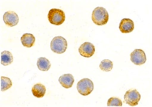 Anti-IL-1RAcP Antibody from rabbit, purified by affinity chromatography