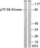 Anti-p70 S6 Kinase, C-Terminal antibody produced in rabbit affinity isolated antibody