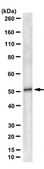 Anti-ALDH3A1 Antibody, clone 247 H9D4F5