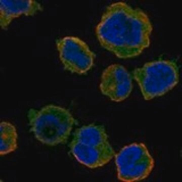 Anti-TNFSF13B antibody produced in rabbit Prestige Antibodies&#174; Powered by Atlas Antibodies, affinity isolated antibody, buffered aqueous glycerol solution