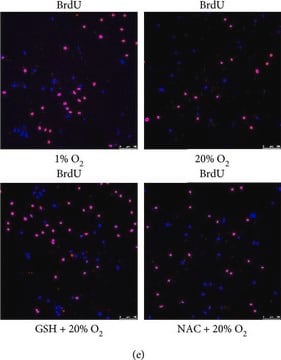 抗-BrdU 抗体，小鼠单克隆抗体 clone BU-33, purified from hybridoma cell culture