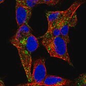 Anti-NYAP1 antibody produced in rabbit Prestige Antibodies&#174; Powered by Atlas Antibodies, affinity isolated antibody, buffered aqueous glycerol solution