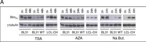 Anti-γ-Tubulin antibody, Mouse monoclonal clone GTU-88, ascites fluid