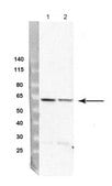 Anti-PRKAA1 antibody produced in rabbit affinity isolated antibody